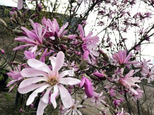 Lebnerio magnolija (magnolia loebneri)