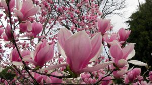 Sulanžo magnolija (magnolia soulangeana)