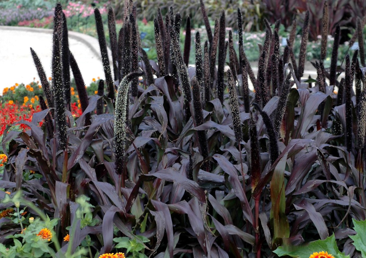 Varpotoji soruolė (pennisetum glaucum)