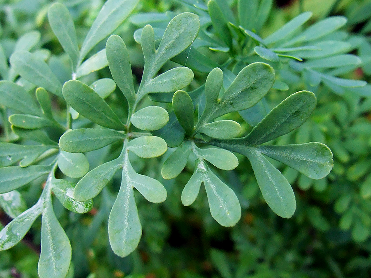 Žalia Rūta (Vaistinis augalas - Gėlė)