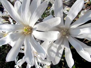 Žvaigždinė magnolija (magnolia stellata)