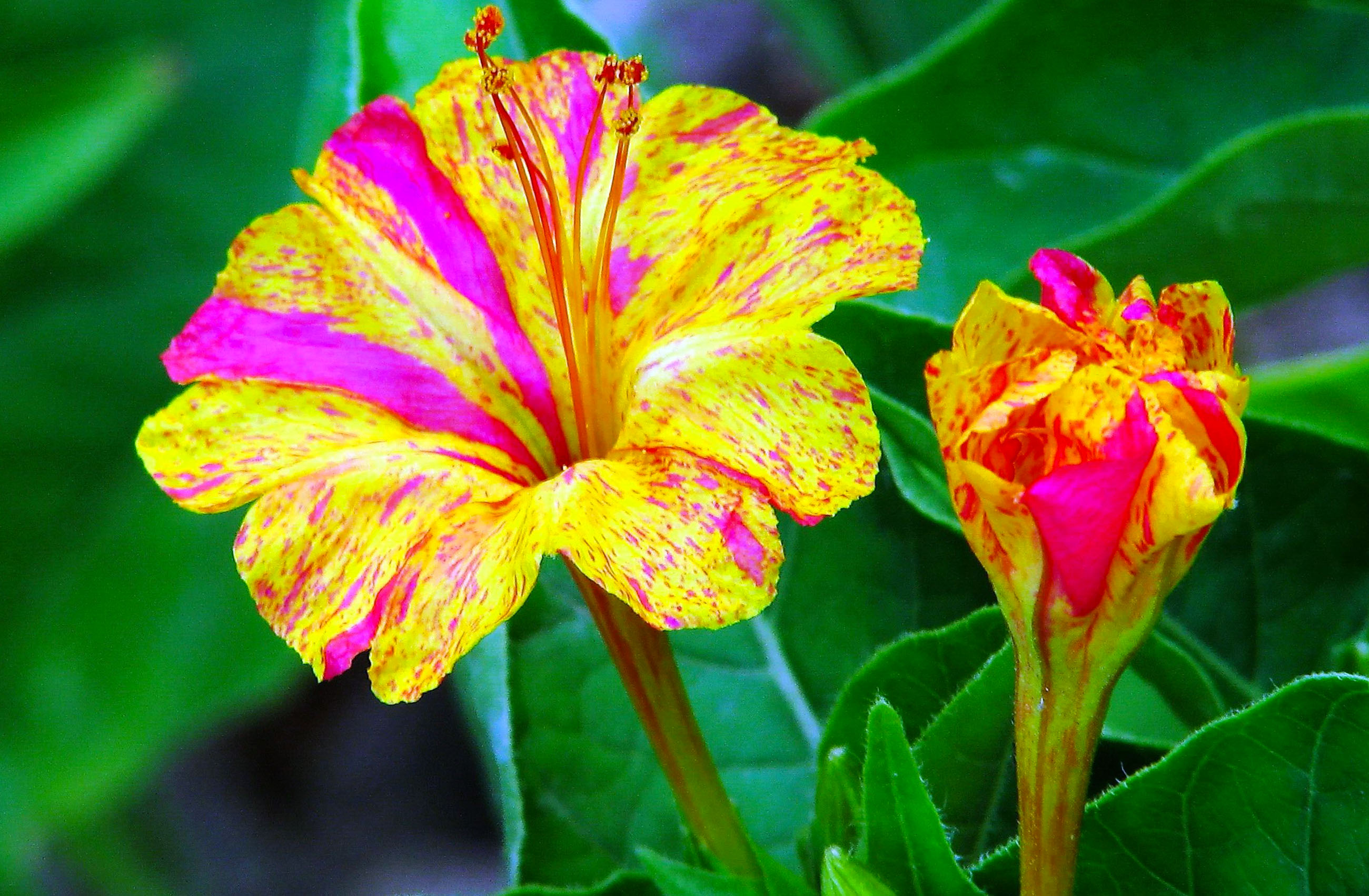 Время пестрых. Мирабилис цветок. Мирабилис ночная красавица. Зорька цветы мирабилис. Мирабилис ялапа цветок.