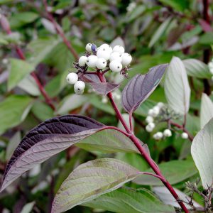 Sedula alba kesselringii