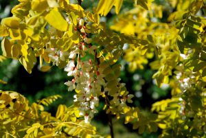 Medis robinija 'frisia' geltonais lapais
