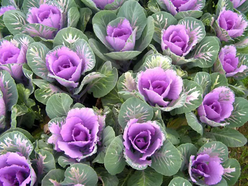 Gėliniai kopūstai violetiniu viduriu
