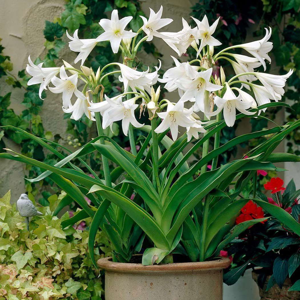 Белый цветок домашний название. Лилия кринум. Кринум powellii. Эухарис, кринум.