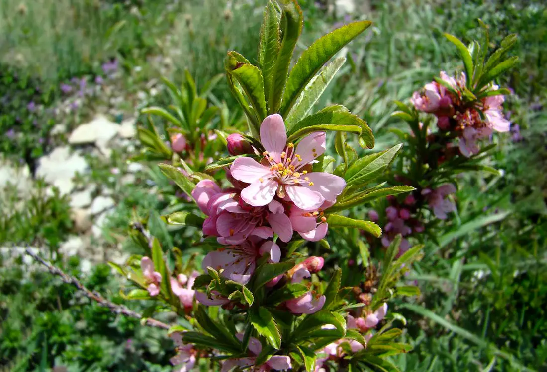 Keružinis migdolas (lot. Prunus tenella)